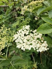 2 x bare root Sambucus plants, Common Elder, small tree large shrub elderberries