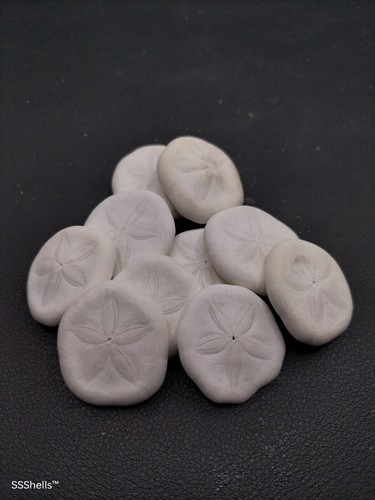 Sea biscuits - 20, x