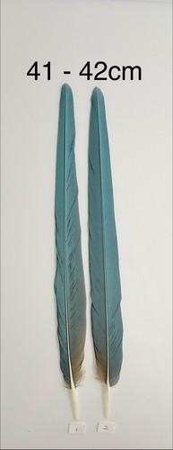 Parrot macaw feather crafts - macaw,