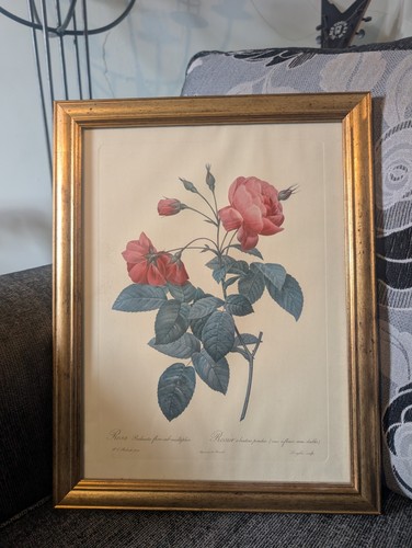 Vintage redouté rosa - vintage, j