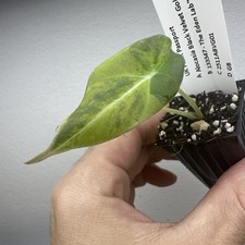 Alocasia black velvet Gold Aurea - Very rare variegated aroid plant ref 11BVG01