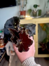 Begonia Dark Mambo Black