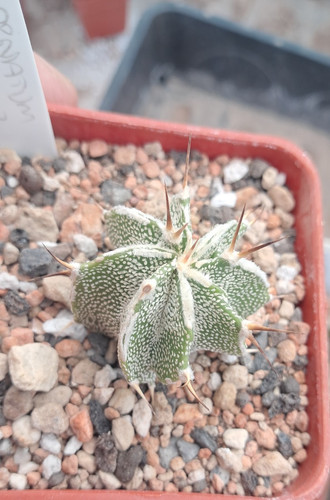 Astrophytum ornatum fukuru - ornatum, "fukuru"