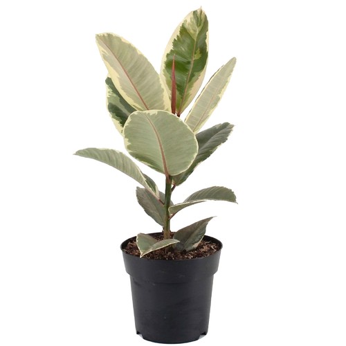 Ficus tineke indoor - indoor, rubber
