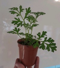 Wormwood Herb Plant 9cm Potted
