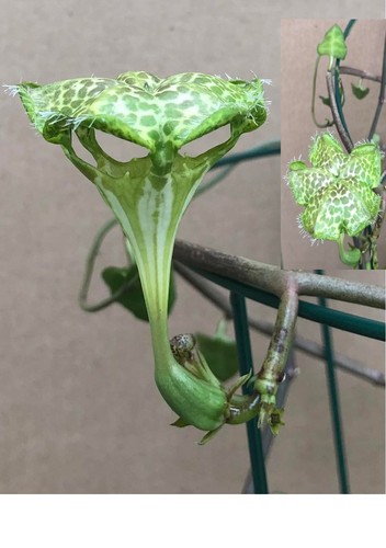 Ceropegia sandersonii - ceropegia,