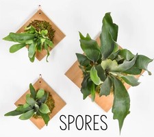 Fresh Platycerium Bifurcatum