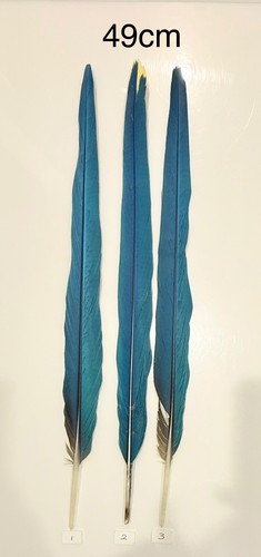 Parrot macaw feather crafts - macaw,