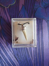 Shark Tooth Necklace on Cord - Fossil Teeth Pendant In Box