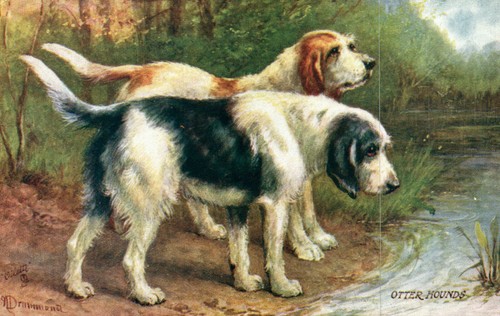 Otter hounds - otter,
