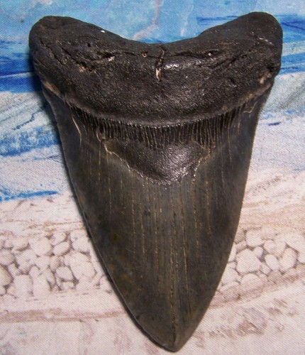 Megalodon shark tooth - shark, 7/8"