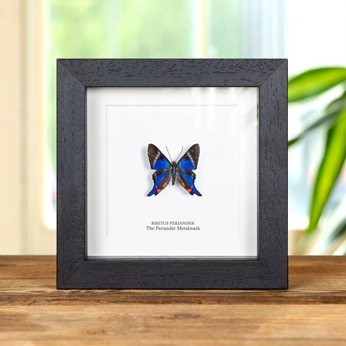 The periander metalmark - periander,