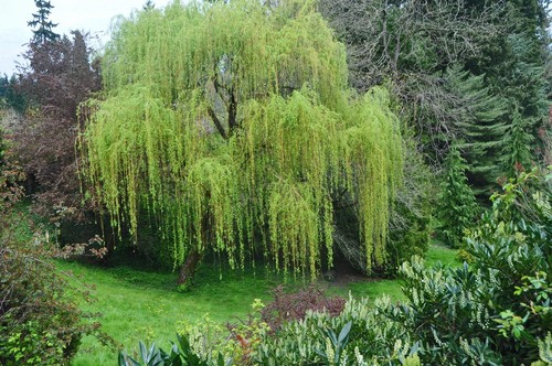 Memorial weeping willow tree - willow,