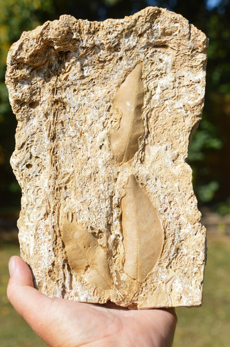 Large rare fossil - large,,