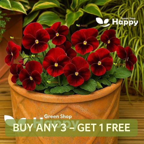 Horned pansy flower - horned,