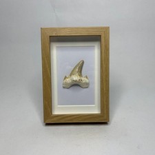 Otodus Obliquus Tooth Fossil