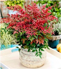Nandina Domestica 'Obsessed'