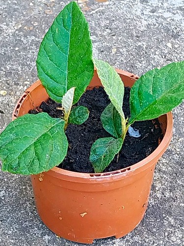 Loquat live - 2, x