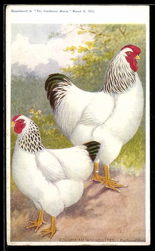 Columbian wyandottes - columbian,