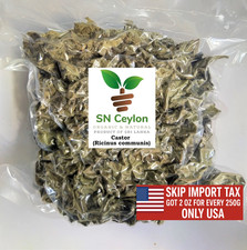 Dried Endaru Castor Ricinus