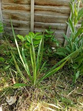 Yucca Rostrata 35cm (Pick up