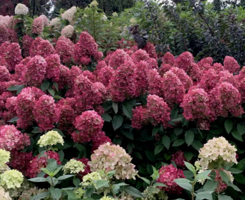 Hydrangea paniculata bonfire - paniculata,