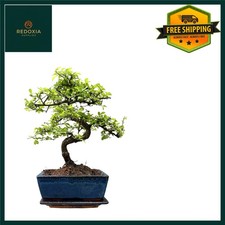 Bonsai Tree with Pot – House
