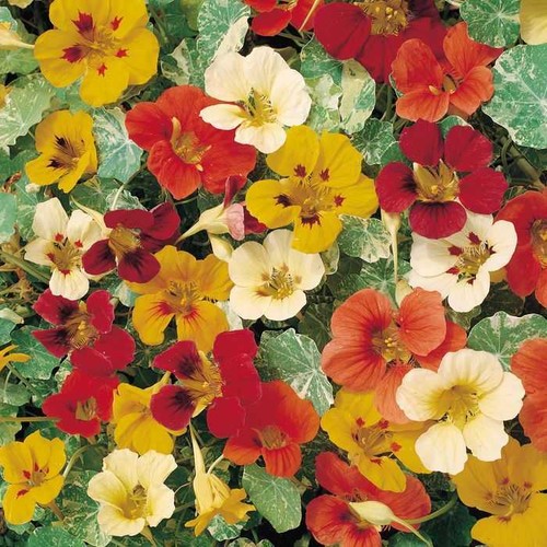 Nasturtium climbing jewel of - climbing,
