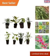Diverse 8 Herb Plant