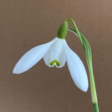 Galanthus sir herbert maxwell - galanthus,