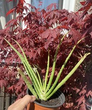 Aloe vera plant easy - aloe, |