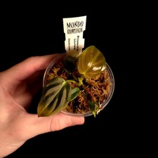 Philodendron luxurians - Very