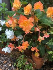 Begonia belissa Flame - Basket