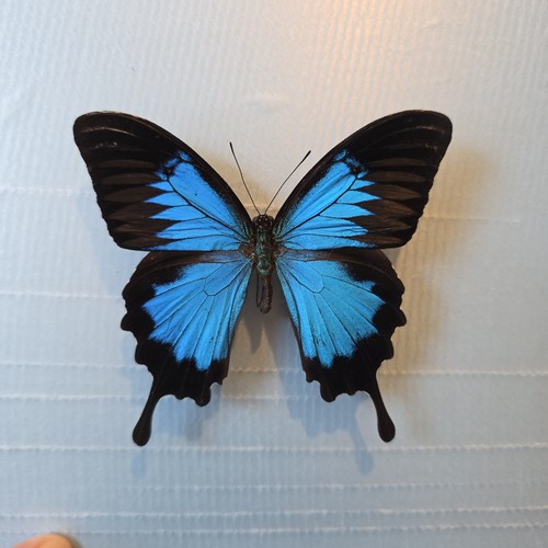 Papilio ulysses set specimen - papilio,