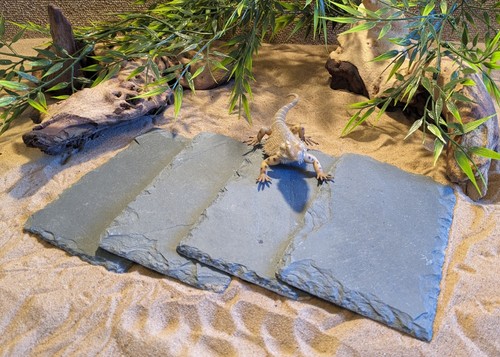 Natural slate basking - 4, x