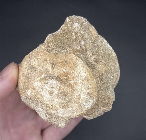 Plesiosaur marine reptile - marine,