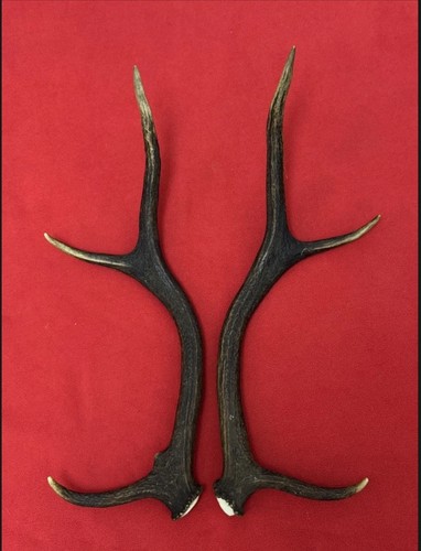 Pair red deer - red,