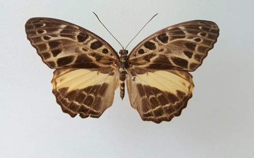 Catuna erithea female - catuna,