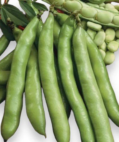 Fava luz otono 20 - de,
