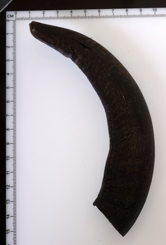 Beautiful goat horn - goat,