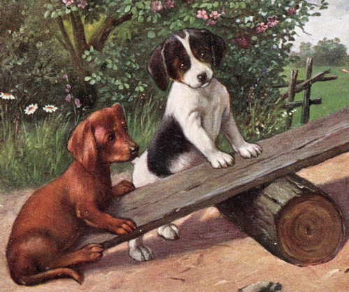 125 528 postcard dog - 125/528,