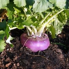 Easy To Grow Your Own GIANT Turnip Purple Top Milan Seeds Fresh Vegetables Herbs