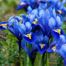 Iris Dwarf Reticulata Harmony 1 Ziro 50 Bulbs Size 05/06 Low Maintenance By T&M