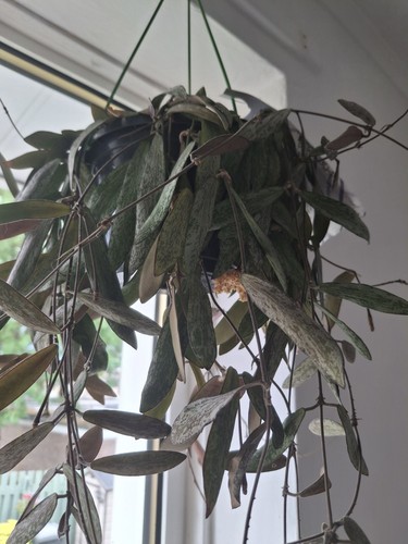 Hoya sigillatis fresh 3 - hoya,
