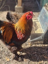 6 Blue/Gold Partridge Brahma