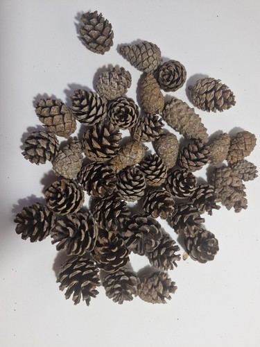 Small scots pine cones - scots,