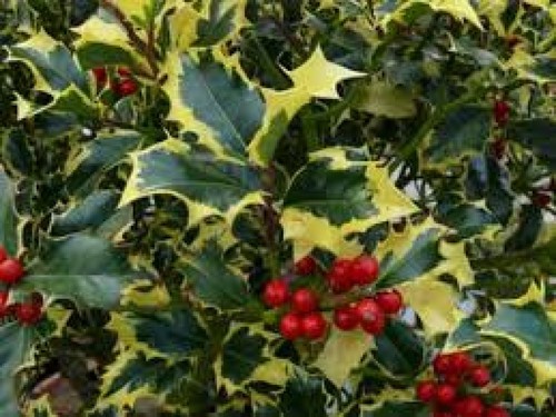 Ilex aquifolium madame briot - aquifolium,