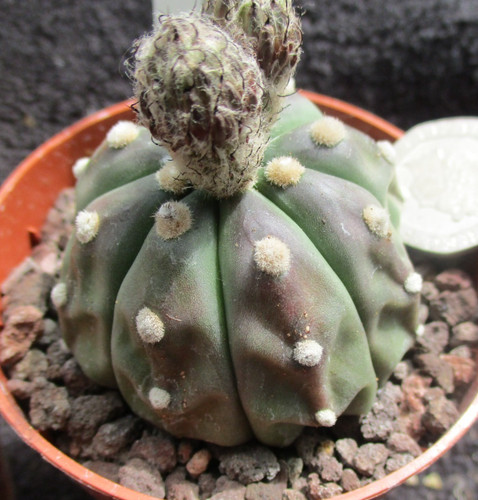 Astrophytum asterias can be - astrophytum,