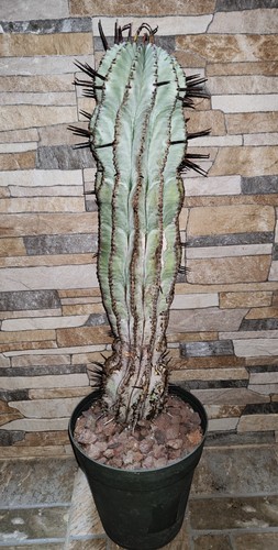 Horrid euphorbia h43cm pot - euphorbia,,