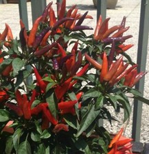 Dwarf pepper hot lingua - hot, di